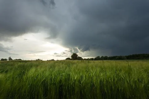 Dark storm clouds over a field with green grain Stock Photos