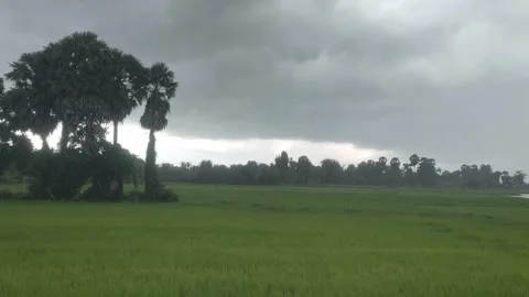 Dark Storm Clouds Over Green Rice Field with Sugar Palm Trees, Moody Monsoon Stock Footage 345360833