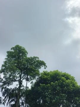 Dark Storm Clouds Over Lush Green Trees Storm Clouds Overcast Sky Rain Clou Stock Photos