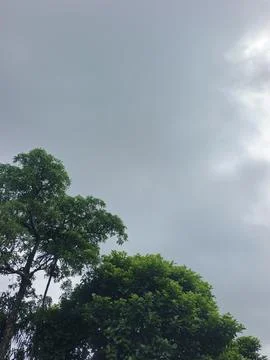 Dark Storm Clouds Over Lush Green Trees Storm Clouds Overcast Sky Rain Clou 스톡 사진
