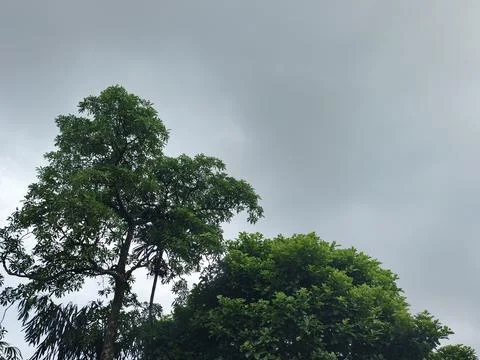 Dark Storm Clouds Over Lush Green Trees Storm Clouds Overcast Sky Rain Clou 스톡 사진