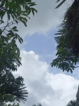 Dark Storm Clouds Over Lush Green Trees Storm Clouds Overcast Sky Rain Clou Stock Photos