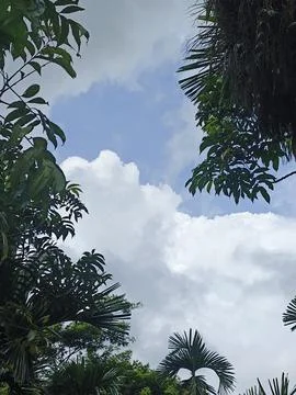 Dark Storm Clouds Over Lush Green Trees Storm Clouds Overcast Sky Rain Clou 스톡 사진
