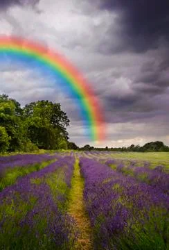 Dark storm clouds over vibrant lavender field landscape Stock Photos