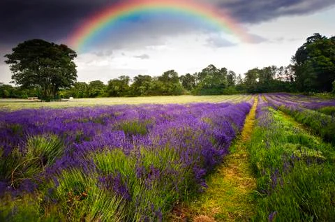 Dark storm clouds over vibrant lavender field landscape with beautiful rainbo Stock Photos