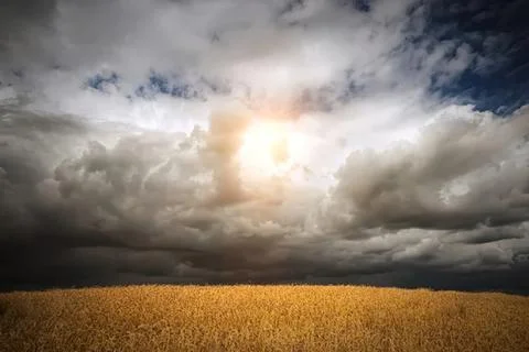 Dark storm clouds over a yellow wheat field at sunset Stock Photos