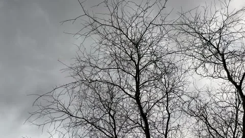 Dark storm clouds with trees swaying in the wind Stock Footage 330421475