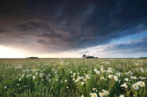 Dark stormy cloud over chamomile field Stock Photos
