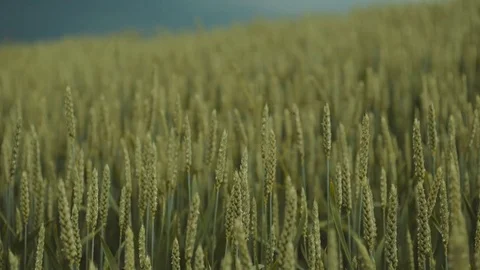 Dark stormy clouds over the field of golden wheat, wheat or rye ears moving Stock Footage 76924759