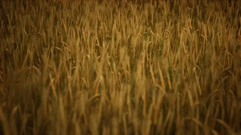 Dark stormy clouds over wheat field Stock Illustration