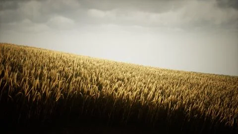 Dark stormy clouds over wheat field Stock Illustration