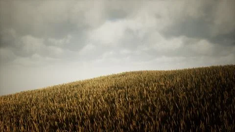 Dark stormy clouds over wheat field Stockillustratie