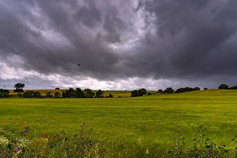 Dark stormy clouds over the wheat field, ears of wheat swaying in the wind. B Stock Photos