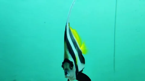 A dark striped Swordtails Medium-sized viviparous fish. Found naturally in 스톡 동영상 300340995