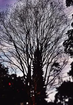 Dark-style deciduous trees 库存照片