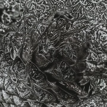 Dark stylized pine cone texture with abstract metallic effect Stock Photos