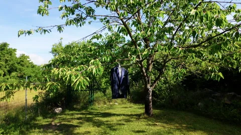 Dark Suit Jacket Hanging On Tree Branch In Sunny Green Garden Setting Stock Footage 337578643