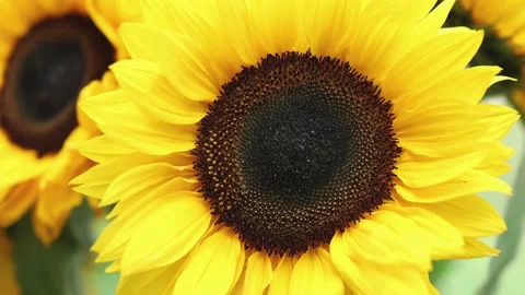 Dark sunflower head kernel heart surrounded with bright yellow petals on a green Video stock 159628890