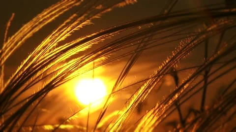 Dark Sunset Video stock 52549434