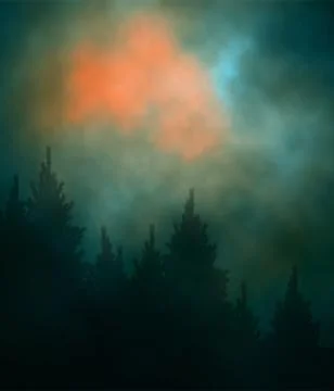 Dark sunset forest Stock Illustration