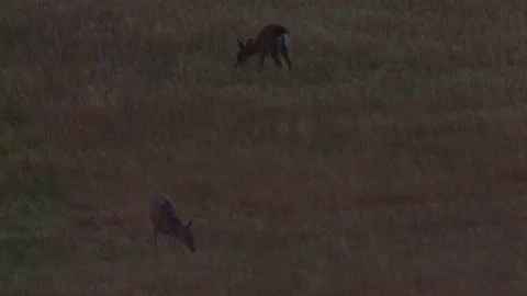 Dark Sunset Smoke Wildfire Eagle Creek Forest Fire in Oregon 스톡 동영상 81741944