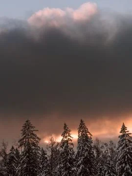 Dark sunset in the winter forest Stock Photos