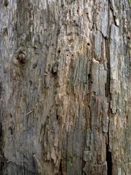 Dark surface of a tree trunk Stock Photos