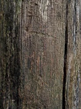 Dark surface of a tree trunk Stock Photos