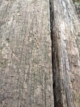 Dark surface of a tree trunk Stock Photos