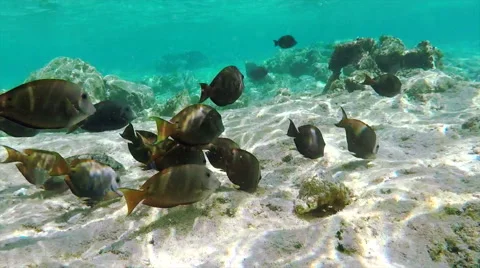 Dark Surgeonfishes 库存影片 62804210