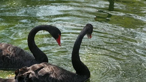 Dark swans bathing in the pond at a park. Slow motion 库存影片 107626948