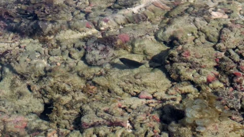 Dark Swimmer Gliding Above a Patterned Rocky Seabed Stock-Footage 342016308