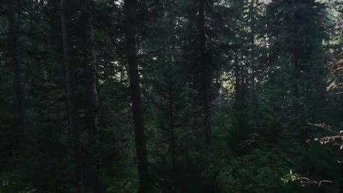 Dark taiga in the morning Video stock 81662559