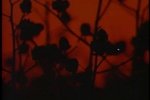 Dark tangle of cotton plants at sunset Stock Footage 86751390
