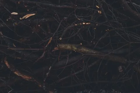 Dark texture of broken red branches Stock Photos