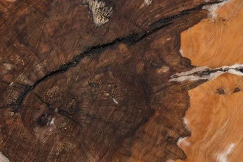 Dark texture of an old apple tree cut close up Stock Photos