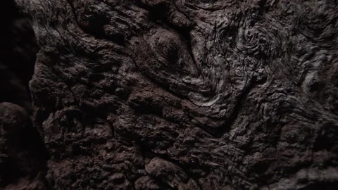 Dark Textured Tree Bark with Deep Shadows Stock Footage 289845685
