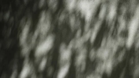 Dark textured wall with moving tree shadows Stock Footage 345152969