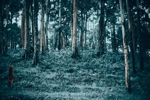 Dark thick forest with tall trees covered with snow in winter Stock Photos