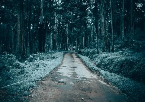 Dark thick forest with tall trees covered with snow in winter season Stock Photos