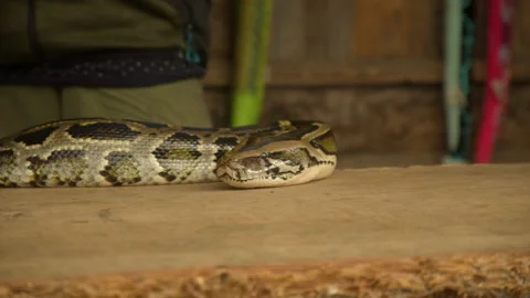 Dark Tiger Python Snake Head on table in a zoo. Close-Up. 4K. Stock Footage 218361094