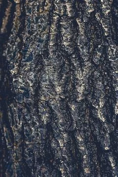 Dark-toned bark texture featuring layered horizontal ridges with deep shadows Stock Photos