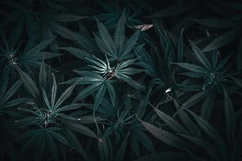 Dark toned Full frame overhead shot of Medical Cannabis leafs Stock Photos