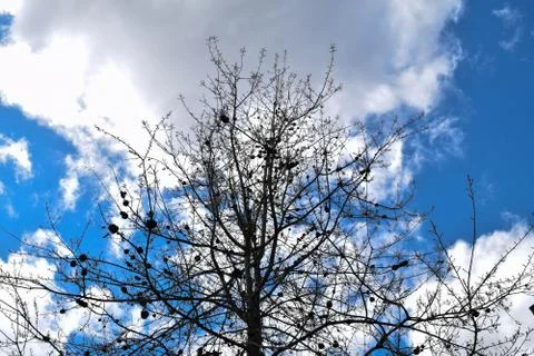Dark Tree Against Sky Foto stock