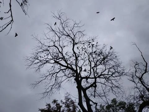 Dark Tree and Birds Stock Photos