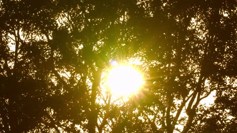 Dark tree and rays of sun background Vídeo Stock 145647940