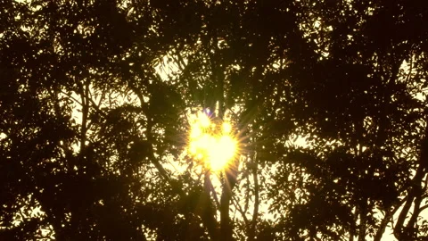 Dark tree and rays of sun background Video stock 145648306