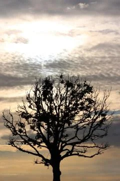 Dark tree in the backlight with clouds on background sunset Stock Photos