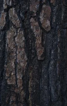 Dark Tree Bark Foto stock
