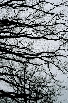 Dark tree branches against a gray cloudy sky.  Foto stock